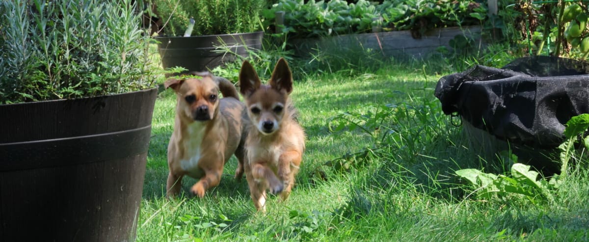 wendy-s-wilds-wags